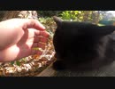 猫神社に行ったら神社をお守りする黒猫様二人組に盛大に歓迎された・・・とおもいきや？！