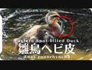 カルガモ親子の雛鳥がヘビの脱皮殻を食べる。綱引き。