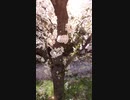 【ぼっちお花見】お散歩動画‎(◍˃ ᵕ ˂◍)桜やシャガ、夕陽など癒し動画！