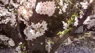 【ぼっちお花見】お散歩動画‎(◍˃ ᵕ ˂◍)桜やシャガ、夕陽など癒し動画！