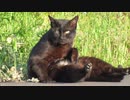 雌猫の誘惑に交尾の仕方が分からない雄二匹。【野良猫の発情期その１】