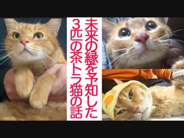 3年間迎えを待ったボス猫、その繋がれた縁