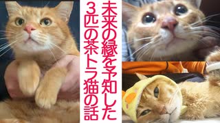 3年間迎えを待ったボス猫、その繋がれた縁