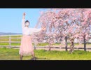 【ぽちゃり】僕らの街に愛が降る夜だ 踊ってみた【桜と強風】