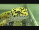 [先輩と連れ打ち]タランチュラ飼育日記その１５２[私だけ馬鹿勝ち]