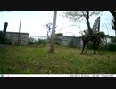 トレイルカメラで雀撮ってみた　20210413　今回は引き目にとって来訪者を見てみる