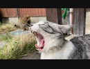 動じないアルフィノ　＃226