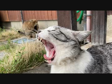 動じないアルフィノ　＃226
