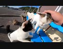 オッサンが野良猫の大群に囲まれる
