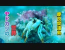 ヤドカリの世界・慶良間諸島国立公園