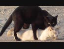何度も交尾に挑戦するが…「やり方が分からない」【野良猫の発情期その２】