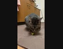 偶然上から美味しい物が落ちてきた猫。#Shorts