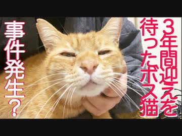 3年間待ったボス猫と先住ボス猫に事件発生