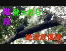 都立公園歩いていたらレアキャラに遭遇した