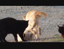 交尾のやり方が分からない雄猫二匹が健気【野良猫の発情期その３】