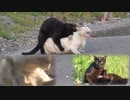 交尾の仕方が分からない野良猫二匹…意外な結末。【野良猫の発情期その４】