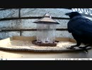 トレイルカメラで雀撮ってみた　20210414　カラスでけえ