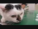 病院でビビりながらも頑張って注射受けた猫（去年はブチギレ）