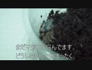 [家スロを]タランチュラ飼育日記その１５３[置くためだけの別宅]