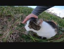 空港が近くにある土手で三毛猫が草を食べながら散歩をしている動画