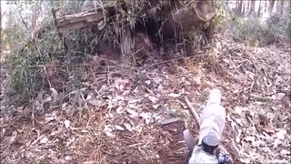 フラッグ戦