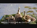 置き去り迷子のカルガモ雛鳥　カルガモの鳴き声03　雛鳥1ヶ月ほど