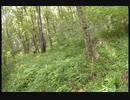 猛獣注意！「恐すぎる監視カメラ 　危険地帯編　10編」