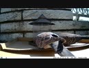 トレイルカメラで雀撮ってみた　20210415　