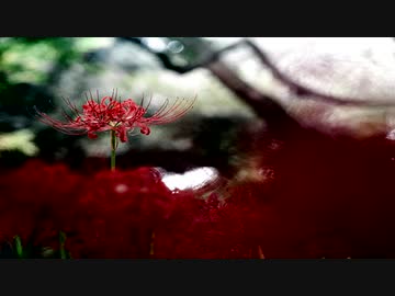 「AI MERROW」おしまい「オリジナル」- Charo