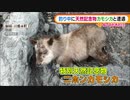 振り返ると“天然記念物”カモシカ！記念撮影も成功