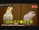 【静寂の世界】＃14　ホワイトフェイスファローとクリアパイド(ぴよぴよ)