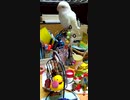 コザクラインコのひなちゃん♡4か月！…でドンドン、おもちゃに慣れてくる(*´ω`*)