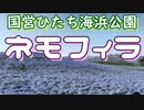 ネモフィラ～国営ひたち海浜公園～