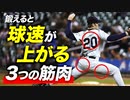 鍛えると野球の球速をアップさせる筋肉 3選【ビーレジェンド プロテイン】