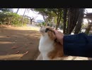 背伸びをする三毛猫、実は神社に住む三毛猫様の寝床にお邪魔したら出てきてくれました