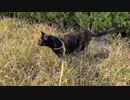 2021/04/15放送【13日目 あずにゃんぽ 滋賀】猫と車中泊　日本縦断　サイコロの旅　北海道にたどり着けるか？【旅猫あずき～保護猫から旅猫へ～】