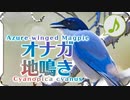 オナガの鳴き声02地鳴き