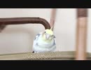 トントン→ゲロゲロ→モグモグするオカメインコ
