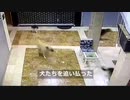 うちの子に手を出すな！　母猫が野良犬3匹を追い払う　トルコ