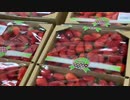 2021/04/16放送【14日目 道の駅とよはし散策】猫と車中泊　日本縦断　サイコロの旅　北海道にたどり着けるか？【旅猫あずき～保護猫から旅猫へ～】