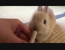 【うさぎ】おやつお食い始めペロペロ
