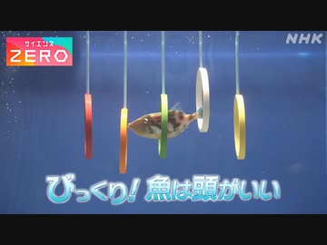 サイエンスzero 大実験 魚はここまで頭がいい 鏡に映った自分が分かる Nhk ニコニコ動画