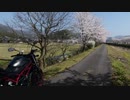 【２０２１　春】　バイクに乗って　桜を撮ってみた　_(:3 」∠)_