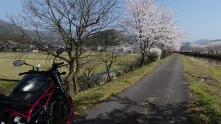 【２０２１　春】　バイクに乗って　桜を撮ってみた　_(:3 」∠)_