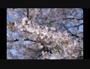 郊外　まだ満開に近い桜　MF２８ｍｍF２．８のみ　気温が下がり桜が長持ち
