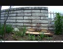 トレイルカメラで雀撮ってみた　20210416