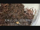 [ゆるキャン△と]タランチュラ飼育日記その１５５[けいおん！を見ました]