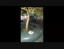FRIDAY！FRIDAY！FRIDAY！/らじこ　ふりーとーく　ねぃてぃぶ