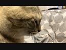 またとられたタタルさん　＃227