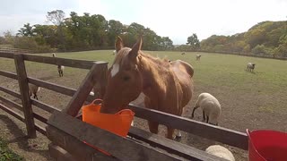 ｶｲﾁｮｰと見る羊と暮らすタイキシャトル